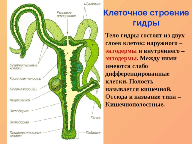 Как пополнить кошелек кракена